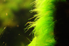Аквариумные водоросли